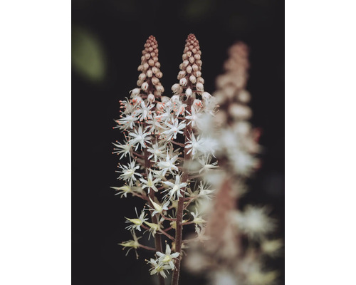 Närbild på en spetsmössa Tiarella med stjärnformade blommor på upprättstående blomstjälkar.