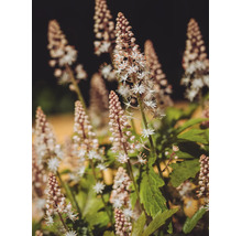 Spetsmössa med vita stjärnformade blommor på höga stjälkar och gröna blad.