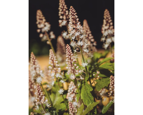 Spetsmössa med vita stjärnformade blommor på höga stjälkar och gröna blad.