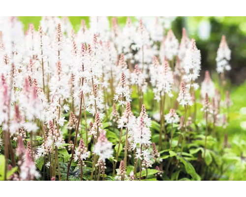 Spetsmössa Tiarella med fina vita blomställningar och rosa knoppar i trädgården.