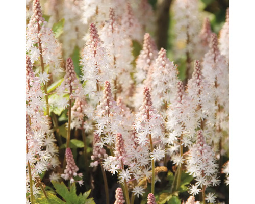Spetsmössa Tiarella med vita stjärnformade blommor och ljusrosa knoppar på upprättstående stjälkar.