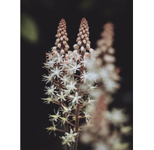 Närbild på en spetsmössa Tiarella med stjärnformade blommor på upprättstående blomstjälkar.