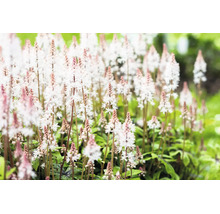 Spetsmössa Tiarella med fina vita blomställningar och rosa knoppar i trädgården.