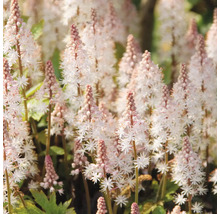 Spetsmössa Tiarella med vita stjärnformade blommor och ljusrosa knoppar på upprättstående stjälkar.