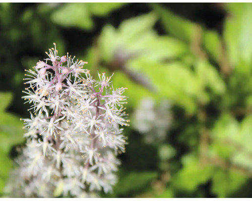 Närbild av en spetsmössa Tiarella med små stjärnformade blommor och gröna blad.