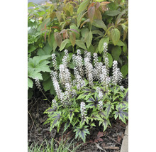Spetsmössa med vita blomax och gröna blad med mörka nerver i en trädgård.