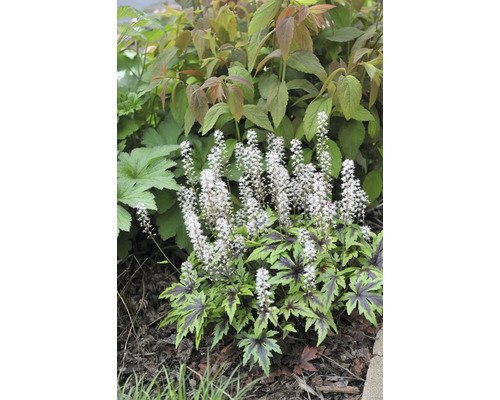 Spetsmössa med vita blomax och gröna blad med mörka nerver i en trädgård.