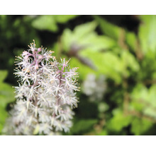 Närbild av en spetsmössa Tiarella med små stjärnformade blommor och gröna blad.