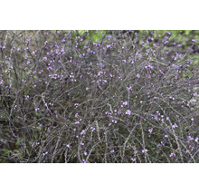 Jätteverbena med tunna, grenade stjälkar och små lila blommor i närbild.