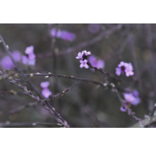 Närbild på jätteverbena (Verbena) med små lila blommor på mörka stjälkar.