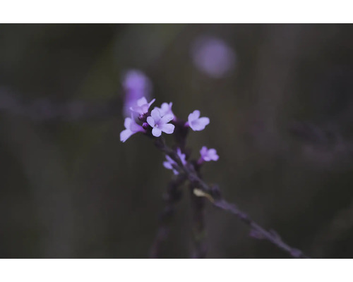 Jätteverbena Verbena bonariensis med små lila blommor på en stjälk.