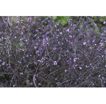 Jätteverbena med förgrenade mörka stjälkar och små lila blommor.
