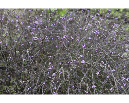 Jätteverbena med tunna, grenade stjälkar och små lila blommor i närbild.