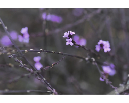 Närbild på jätteverbena (Verbena) med små lila blommor på mörka stjälkar.