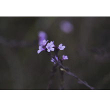 Jätteverbena Verbena bonariensis med små lila blommor på en stjälk.