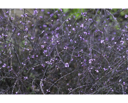 Jätteverbena med förgrenade mörka stjälkar och små lila blommor.