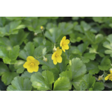 Markdäckare gullgröna Waldsteinia ternata med gula blommor och grönt bladverk.