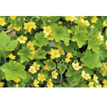 Marktäckare gullgröna Waldsteinia ternata med gröna blad och gula blommor