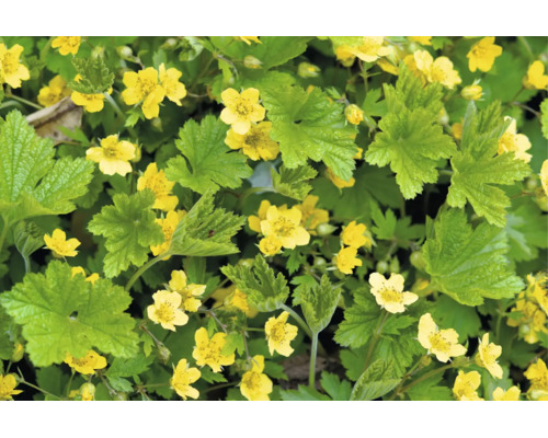Marktäckare gullgröna Waldsteinia ternata med gröna blad och gula blommor