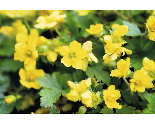Gullgröna Waldsteinia ternata med gula blommor och gröna blad.