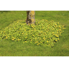 Marktäckare Waldsteinia ternata med gula blommor runt en trädstam på en gräsmatta.