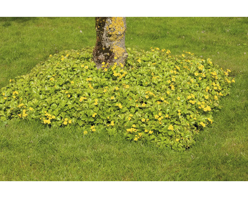 Marktäckare Waldsteinia ternata med gula blommor runt en trädstam på en gräsmatta.