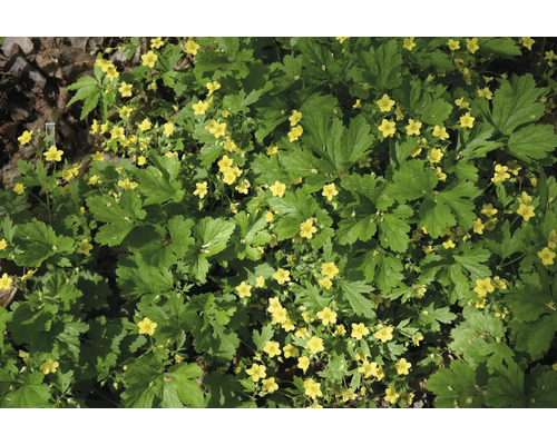 Gullgröna med små gula blommor och gröna flikiga blad som marktäckare.