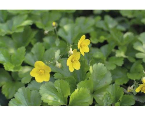 Markdäckare gullgröna Waldsteinia ternata med gula blommor och grönt bladverk.