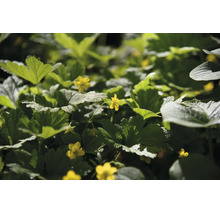 Gullgröna Waldsteinia geoides som marktäckare med gröna blad och gula blommor.
