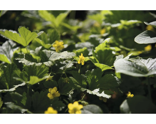 Gullgröna Waldsteinia geoides som marktäckare med gröna blad och gula blommor.