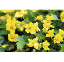 Gullgröna Waldsteinia ternata med gula blommor och gröna blad.