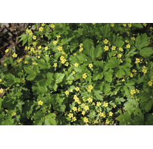 Gullgröna med små gula blommor och gröna flikiga blad som marktäckare.