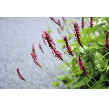 Blodormrot Persicaria amplexicaulis med rosa blomax och gröna blad.