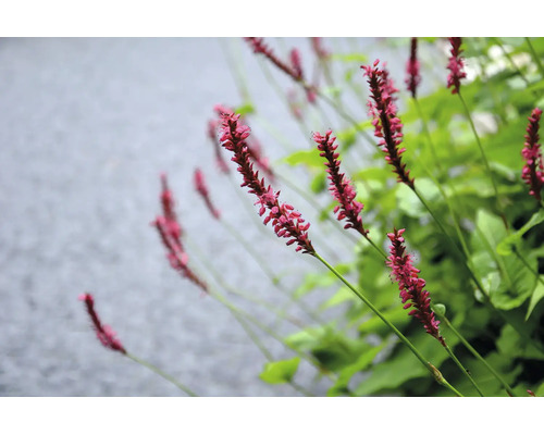 Blodormrot Persicaria amplexicaulis med rosa blomax och gröna blad.