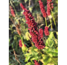 Närbild av en röd blodormrot Persicaria amplexicaulis i en trädgård.