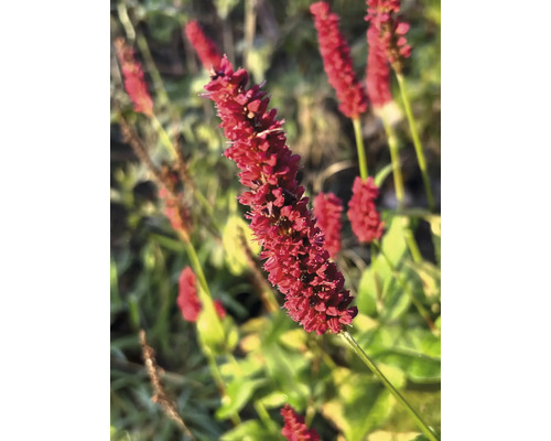 Närbild av en röd blodormrot Persicaria amplexicaulis i en trädgård.