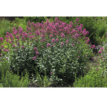 Pipört Centranthus ruber i en trädgård med buskigt växtsätt och rosa blomklasar.
