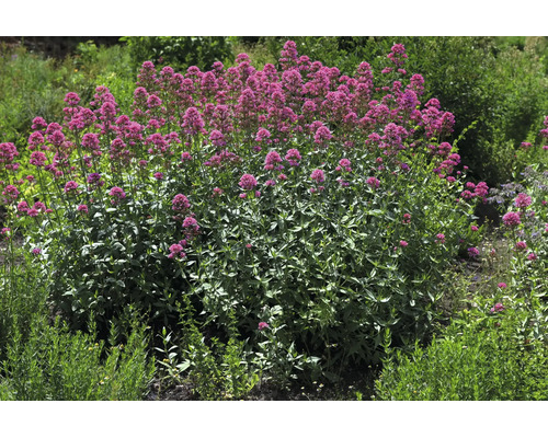 Pipört Centranthus ruber i en trädgård med buskigt växtsätt och rosa blomklasar.
