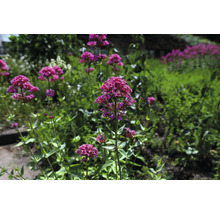Pipört (Centranthus ruber) blommande i en trädgårdsrabatt.