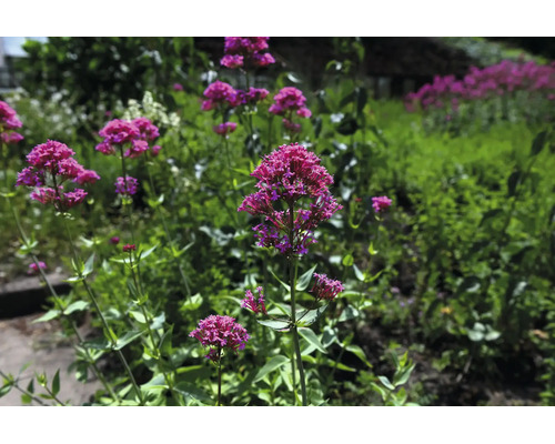 Pipört (Centranthus ruber) blommande i en trädgårdsrabatt.