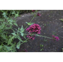 Pipört Centranthus ruber med rosa blommor i en trädgård.