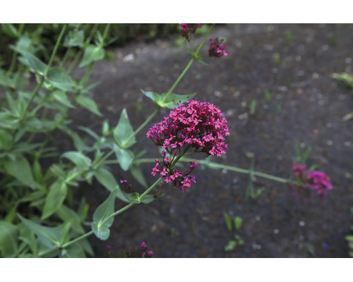 Pipört Centranthus ruber med rosa blommor i en trädgård.
