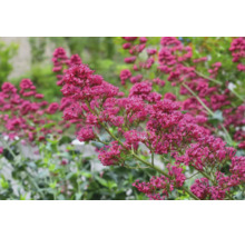 Pipört Centranthus ruber med täta blomklasar.