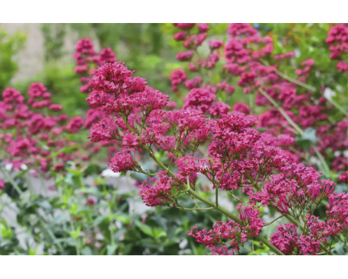 Pipört Centranthus ruber med täta blomklasar.