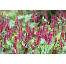 Blodormrot Persicaria amplexicaulis med upprättstående röda blomax och gröna blad.