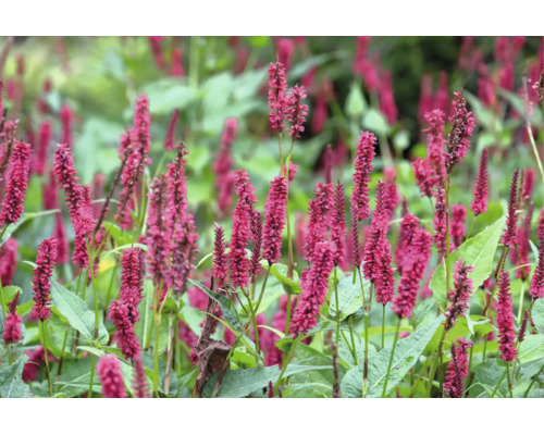 Blodormrot Persicaria amplexicaulis med upprättstående röda blomax och gröna blad.