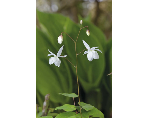 Vit sockblomma Epimedium youngianum Niveum med skira blommor och gröna blad.