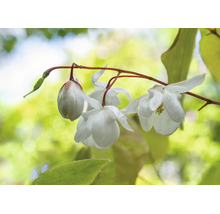 Närbild på vita klockformade blommor som hänger från en tunn gren.