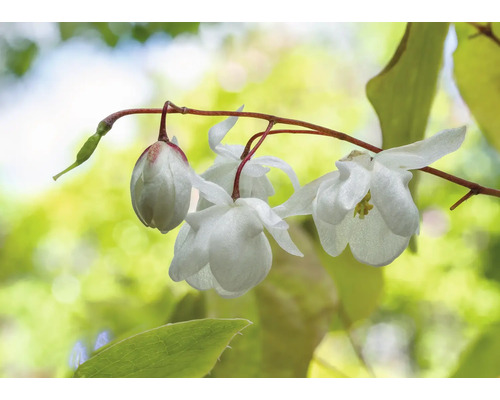Närbild på vita klockformade blommor som hänger från en tunn gren.
