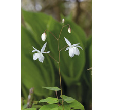 Vit sockblomma Epimedium youngianum Niveum med skira blommor och gröna blad.